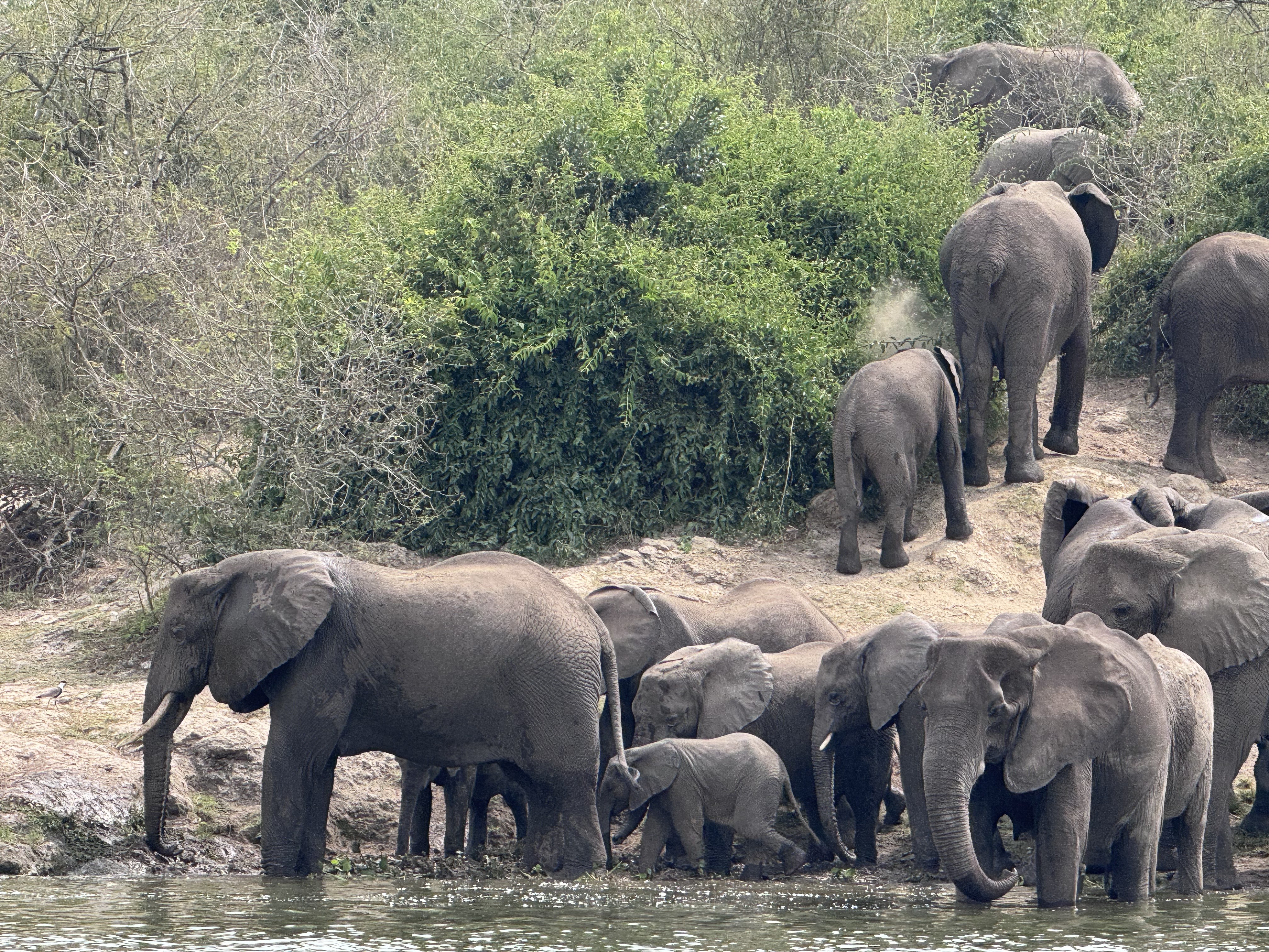 Murchison Falls Safari & Nile Boat Cruise