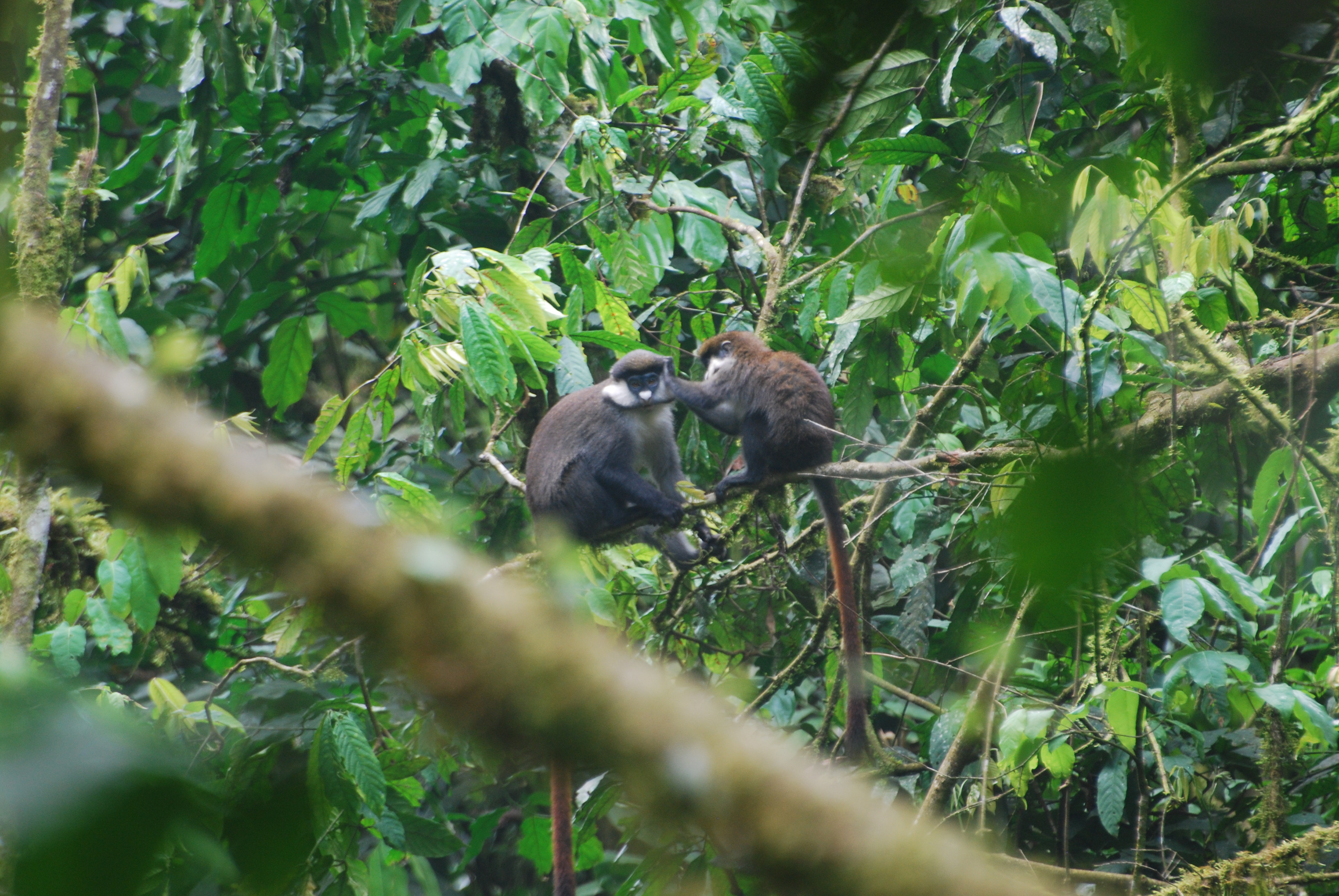 Nyungwe Forest Canopy Walk & Chimpanzee Trekking