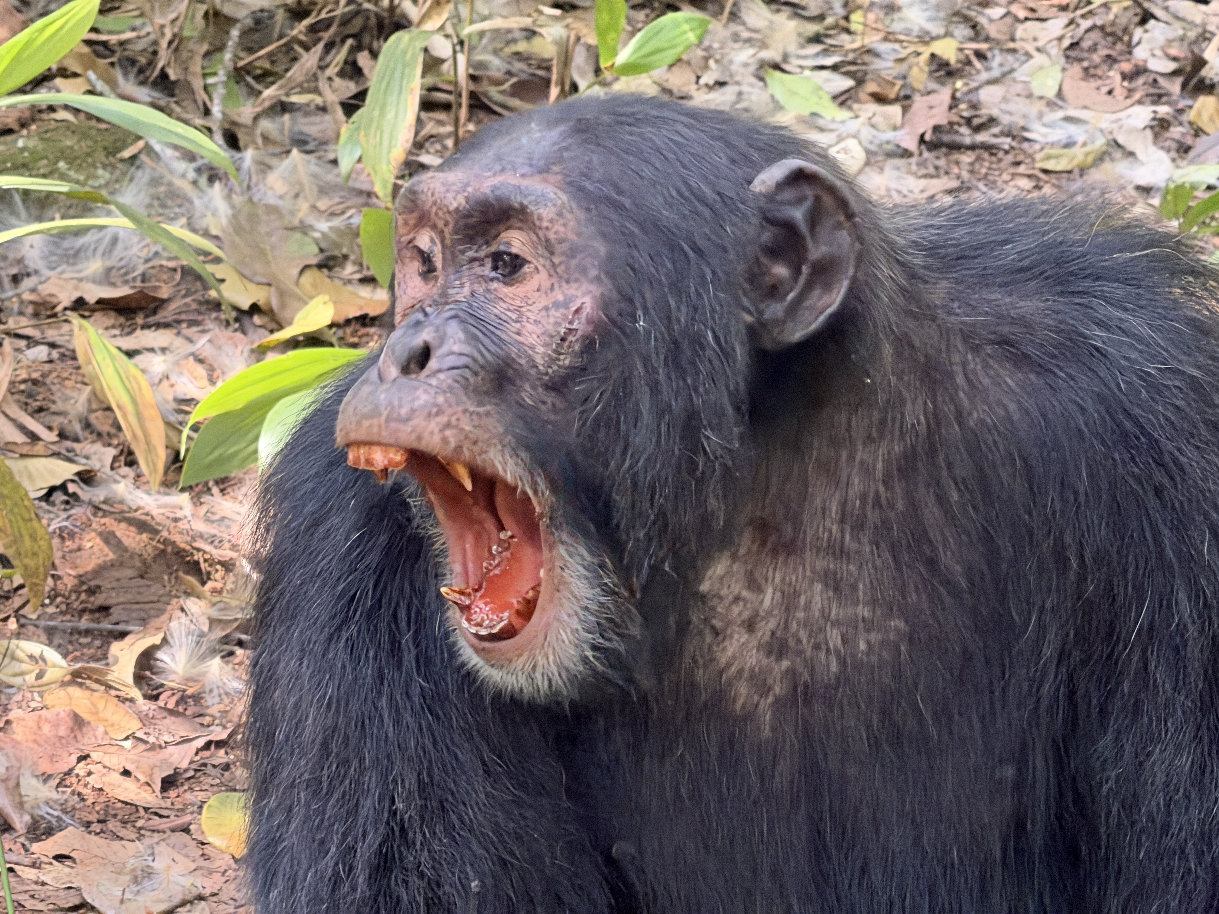 Gorilla Trekking in Bwindi Impenetrable Forest