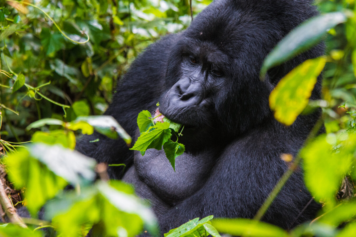 4 DAYS GORILLAS AND QUEEN ELIZABETH TOUR