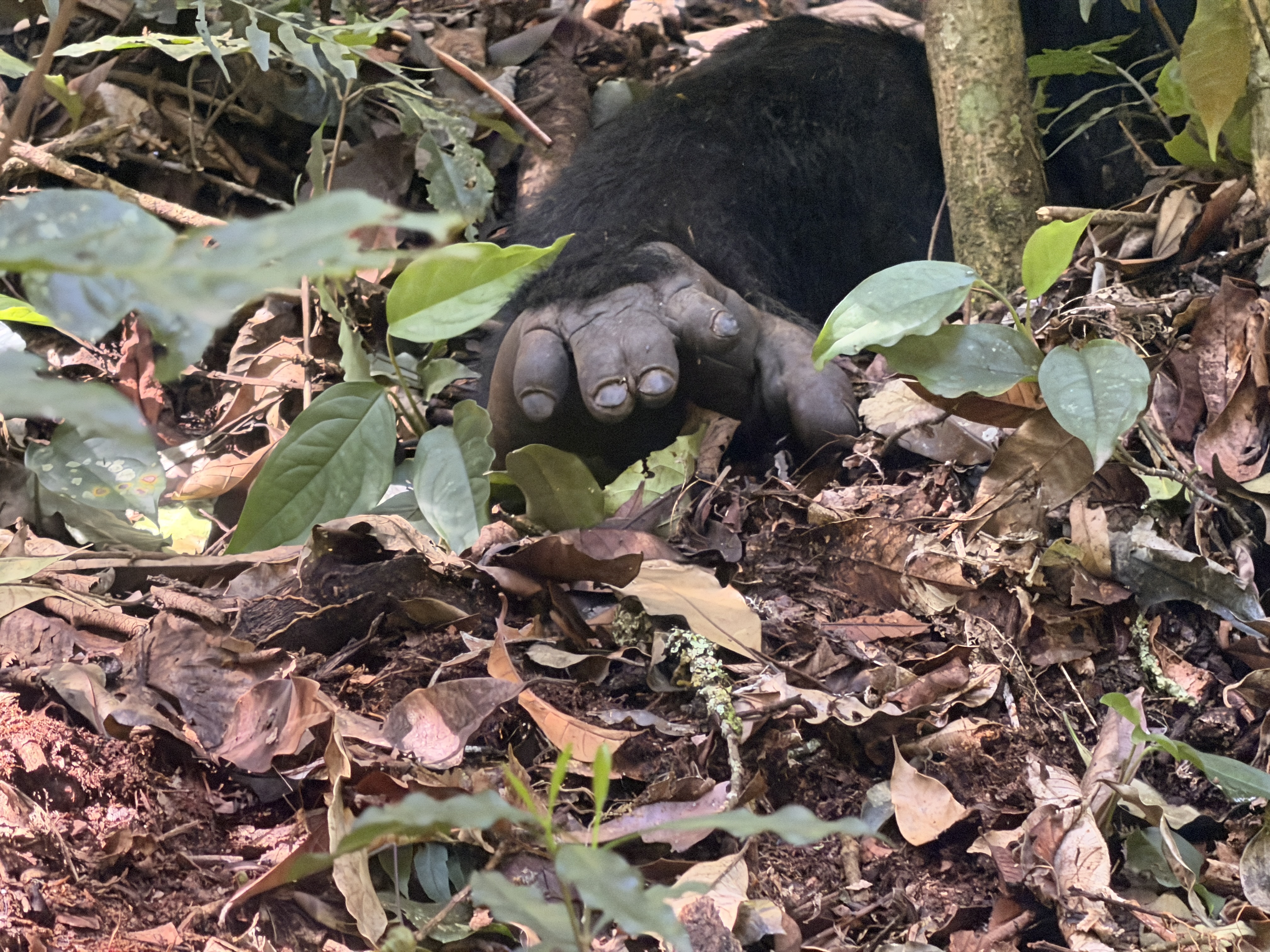 A mountain gorilla reaching through the forest undergrowth in Bwindi Impenetrable Forest, Uganda.