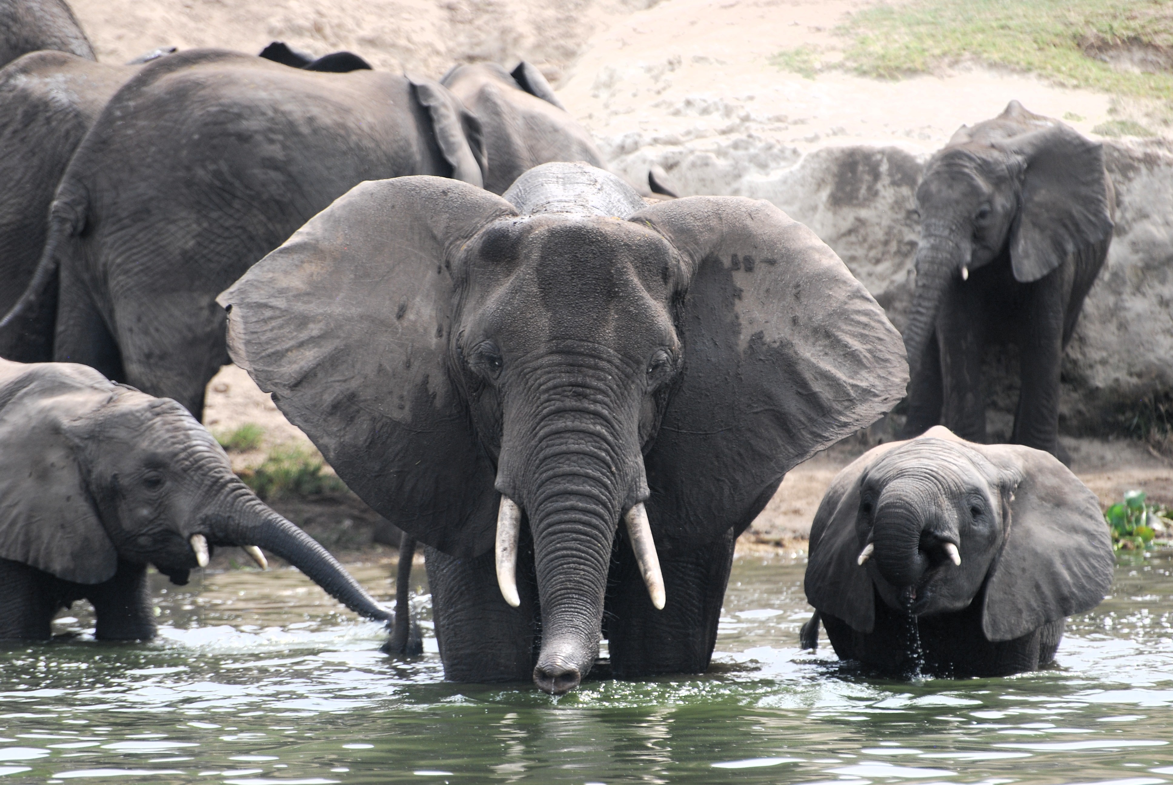 Elephants gathering at a waterhole at golden hour.