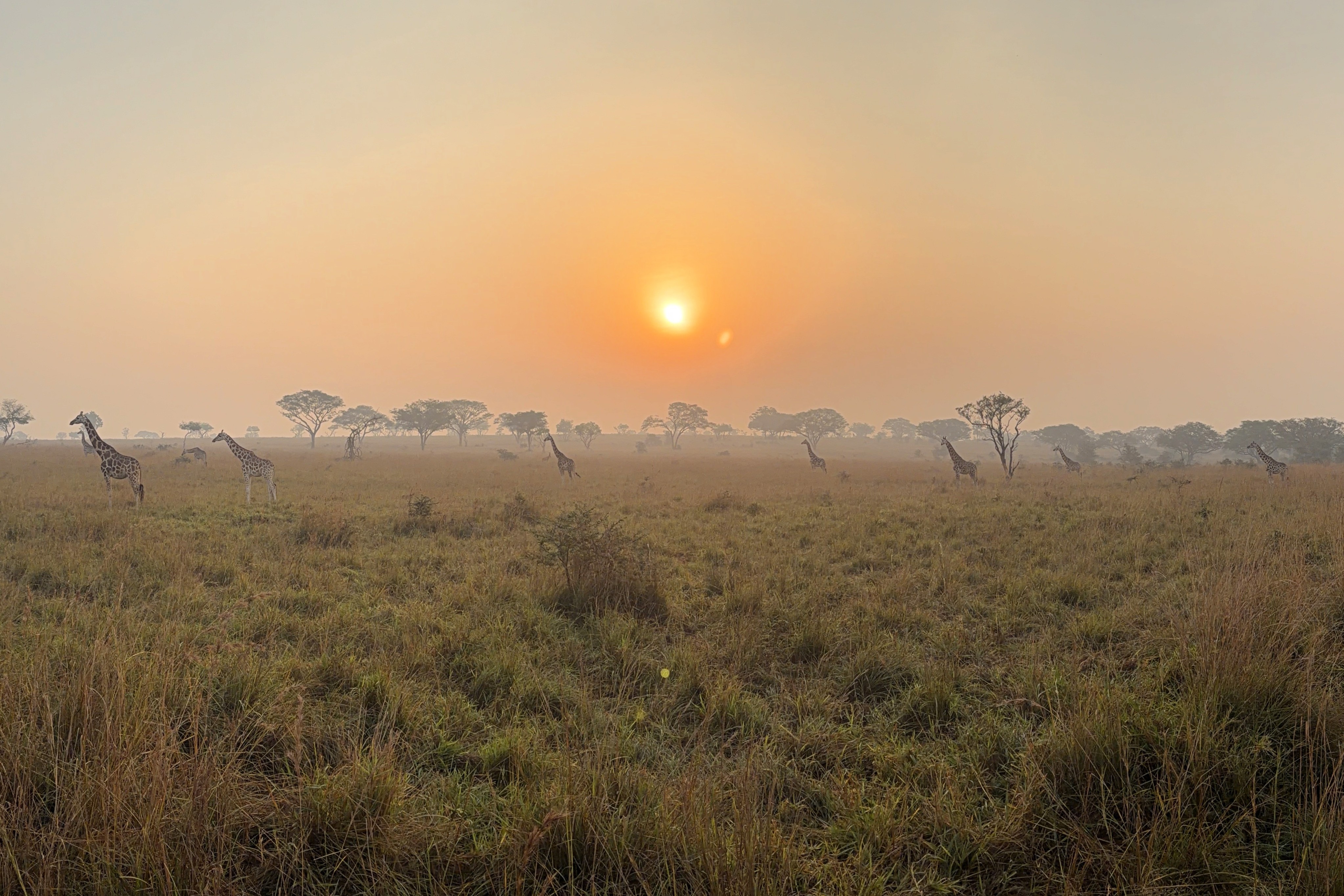 Giraffe silhouettes against a golden East African sunrise.