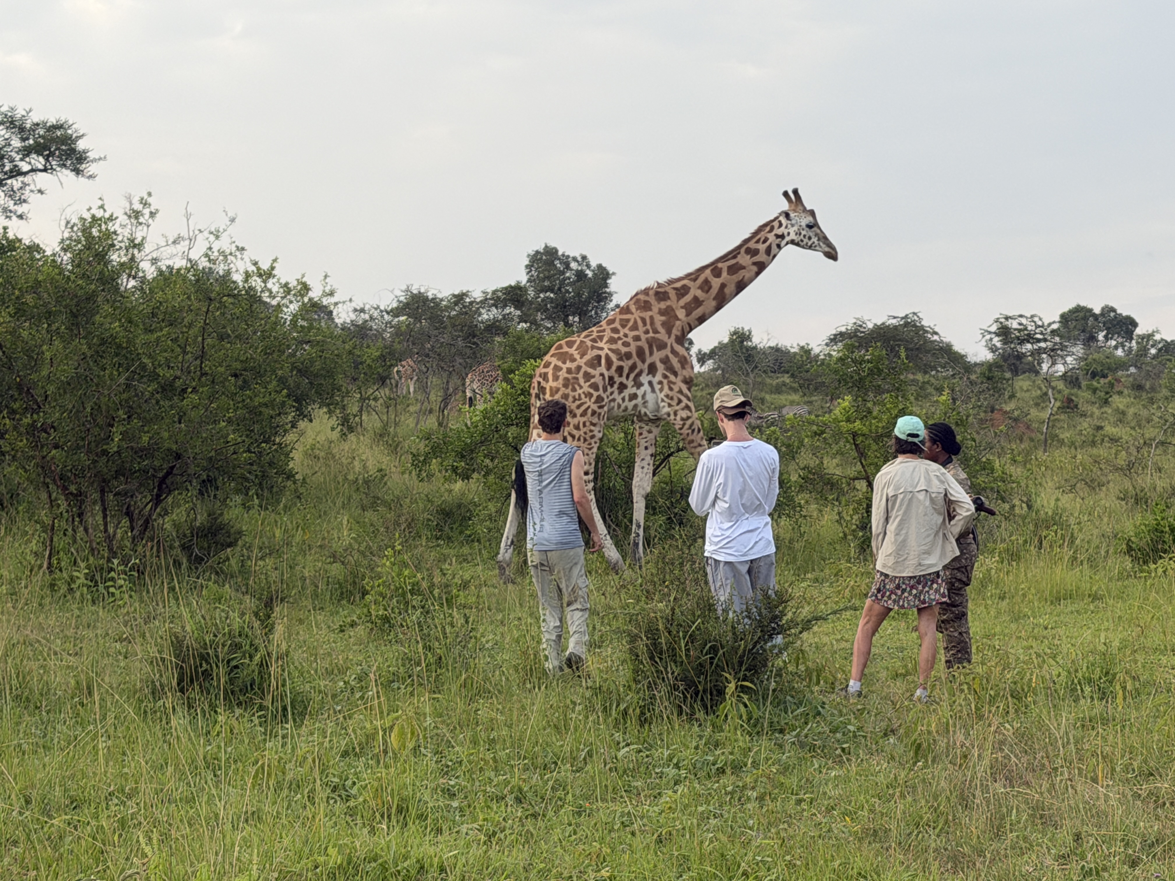 Guests on a guided walking safari, coming face to face with a giraffe.